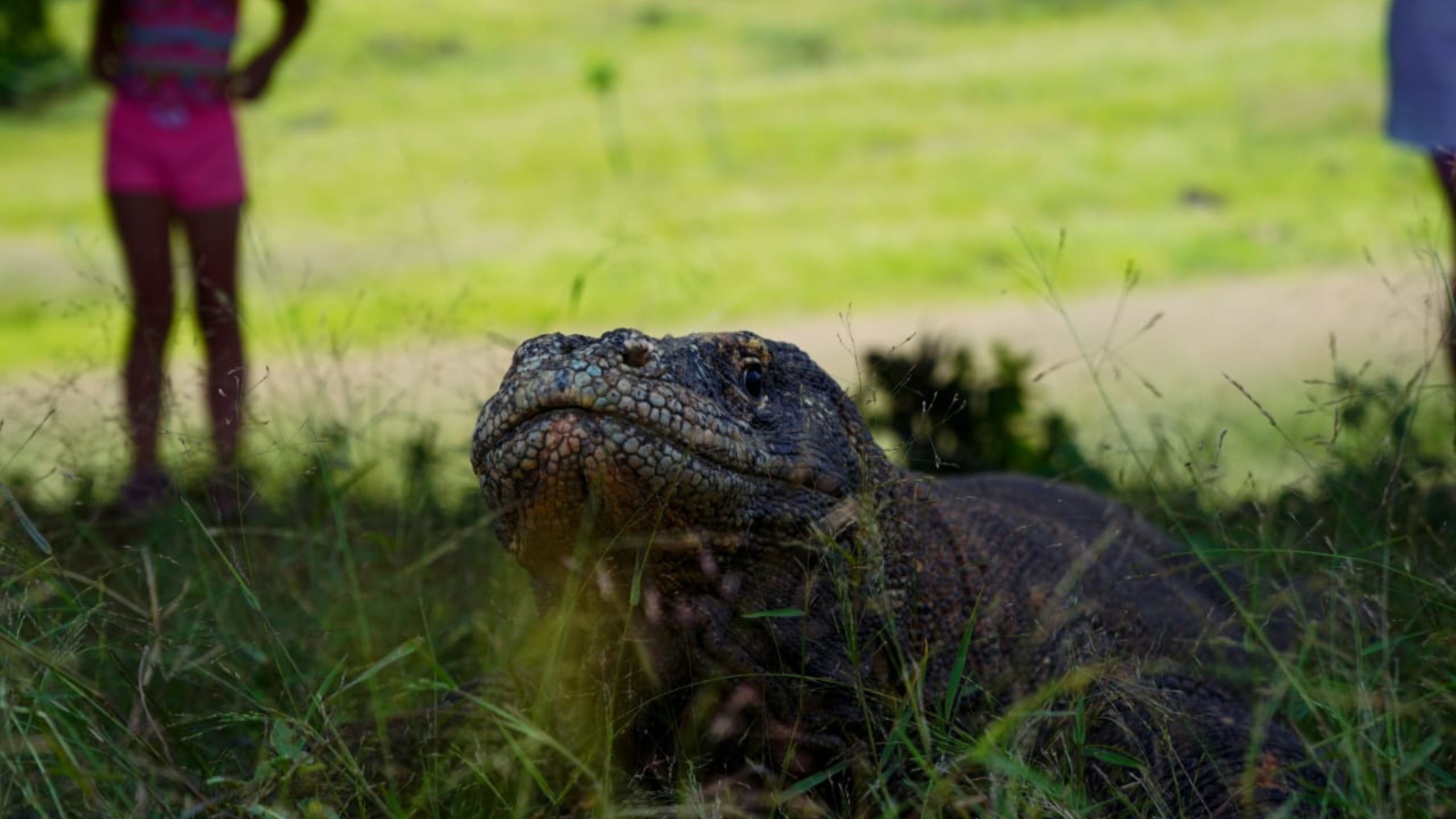 komodo dragon