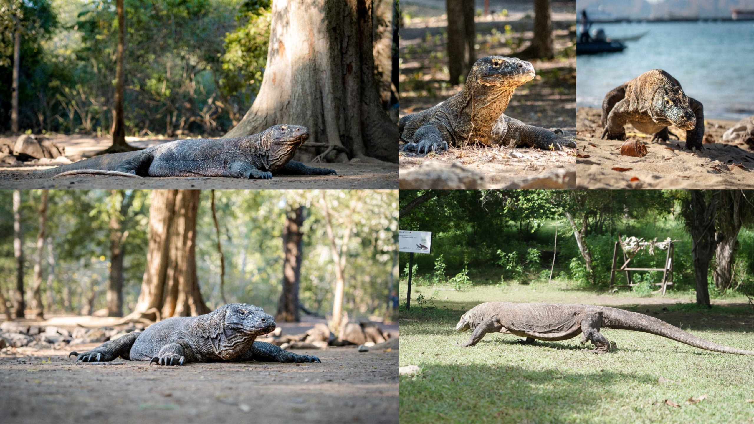 komodo island