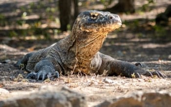 Komodo island