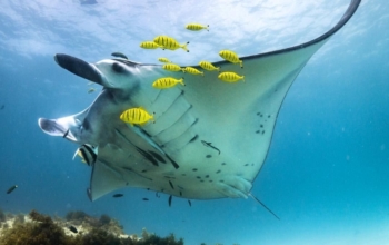 Manta Point